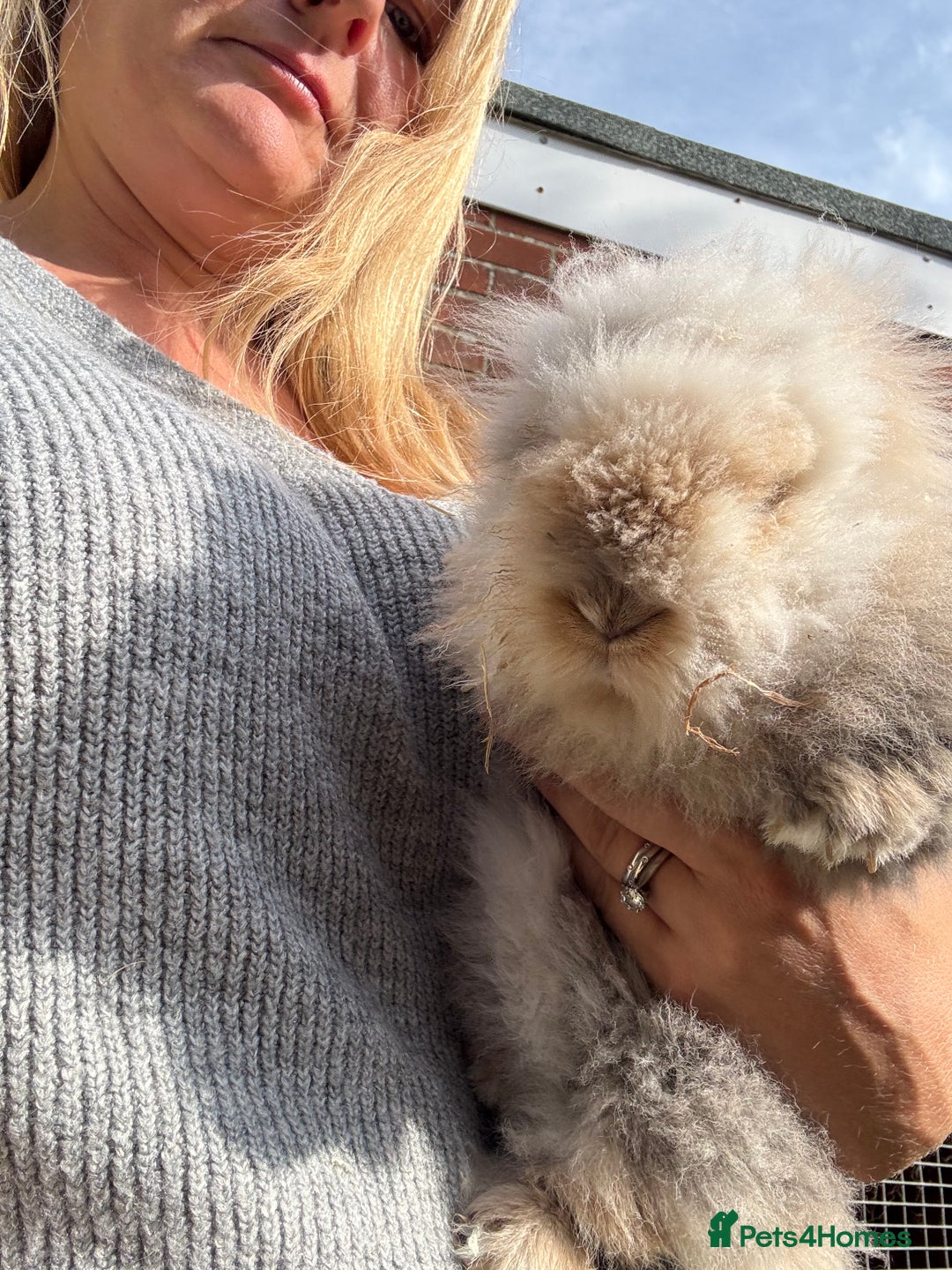 Lionhead rabbits for sale: Pablo - Image 4