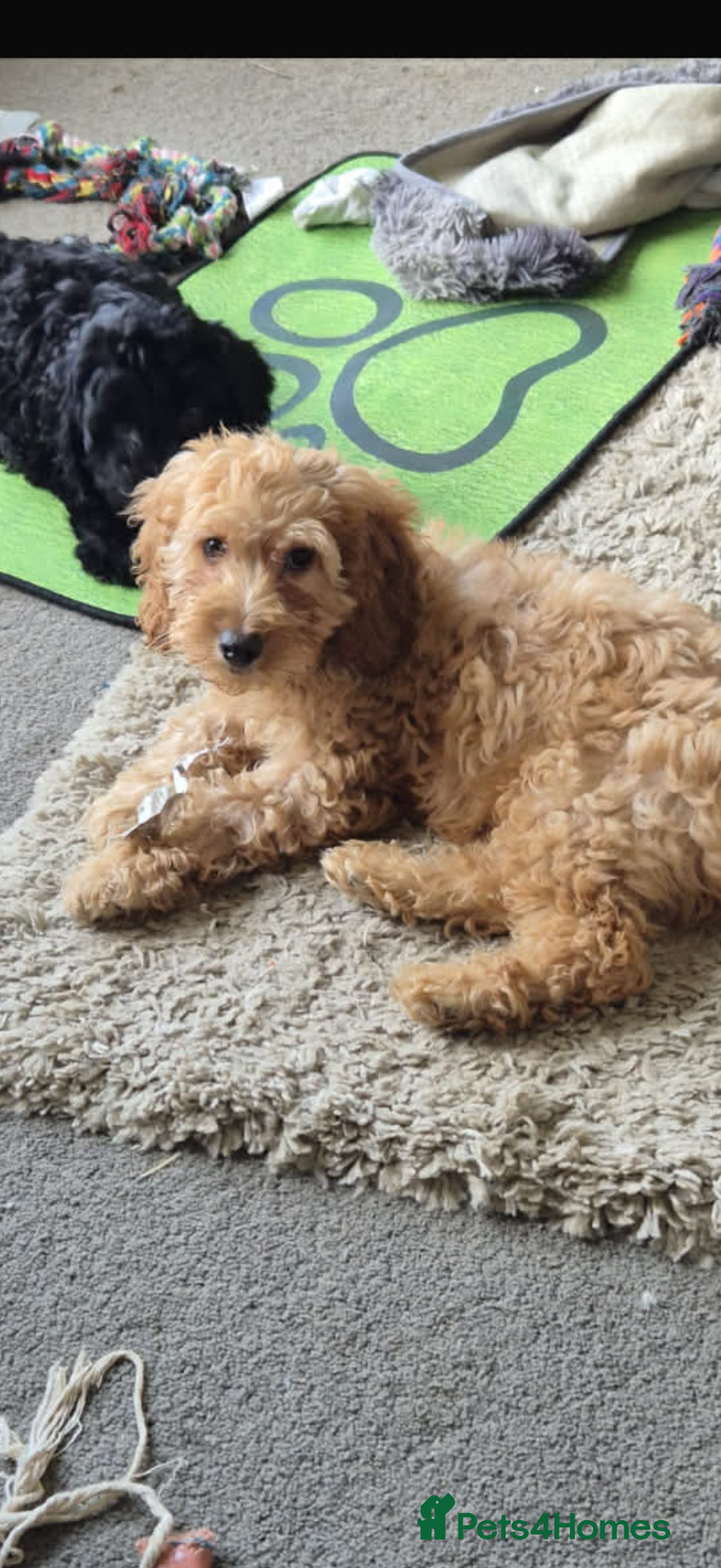 Cockapoo dogs Adorable cockapoo - Advert 1