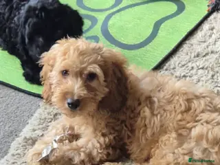 Cockapoo dogs Adorable cockapoo - Advert 1