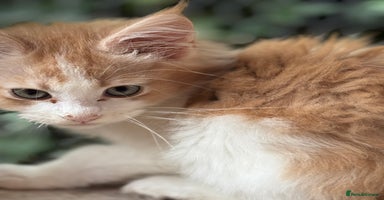 Maine Coon cats - Advert 1