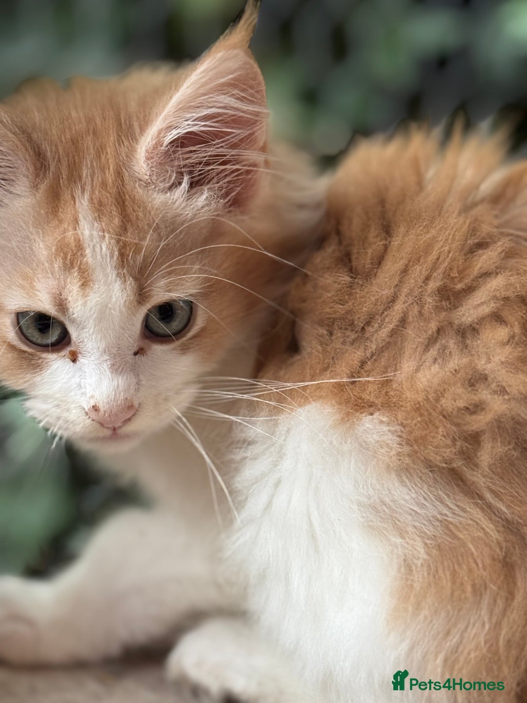 Maine Coon cats for sale: Gorgeous Pedigree Maine Coon Shaded Line Males - Image 2