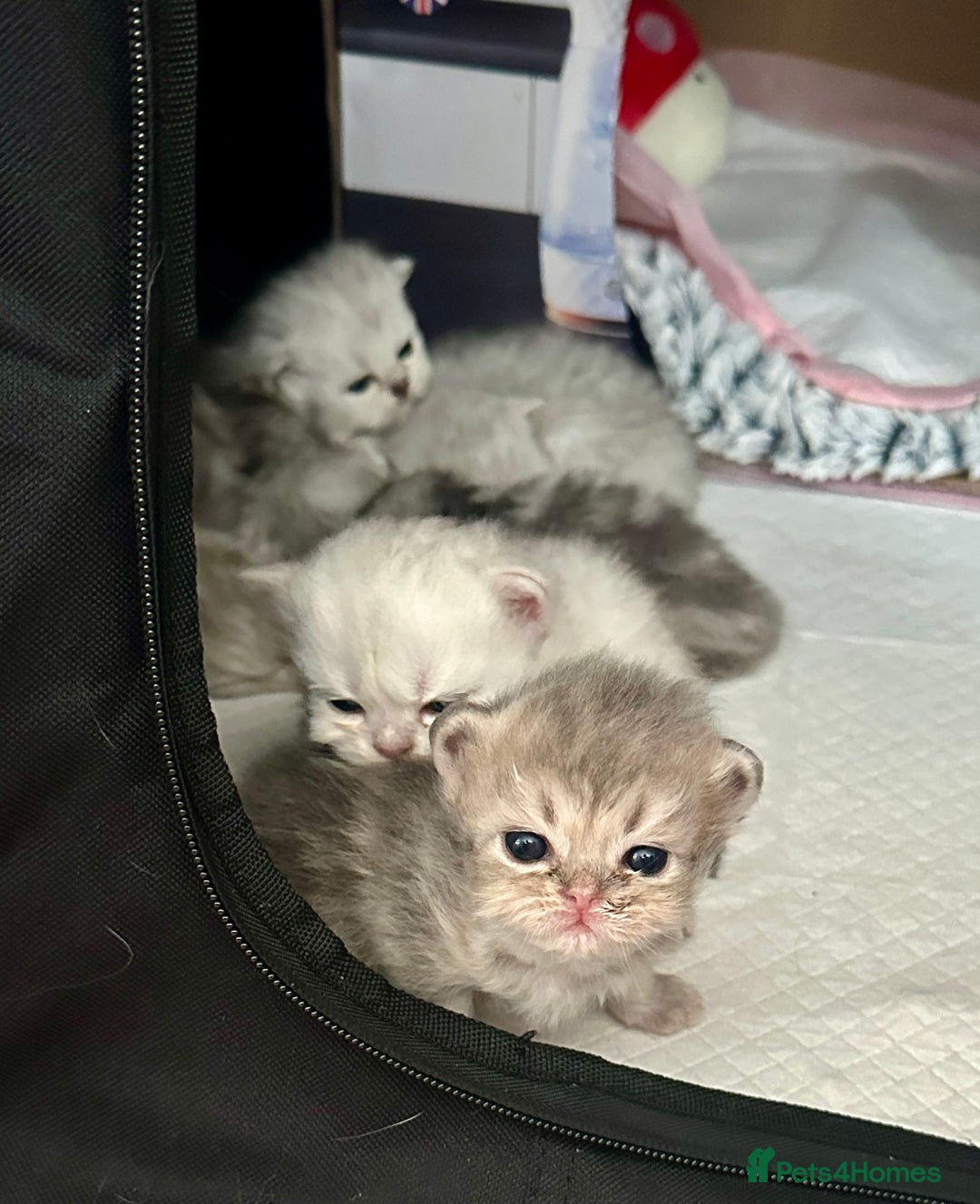 Persian cats for sale: Pure Persian chinchilla kittens  - Image 2