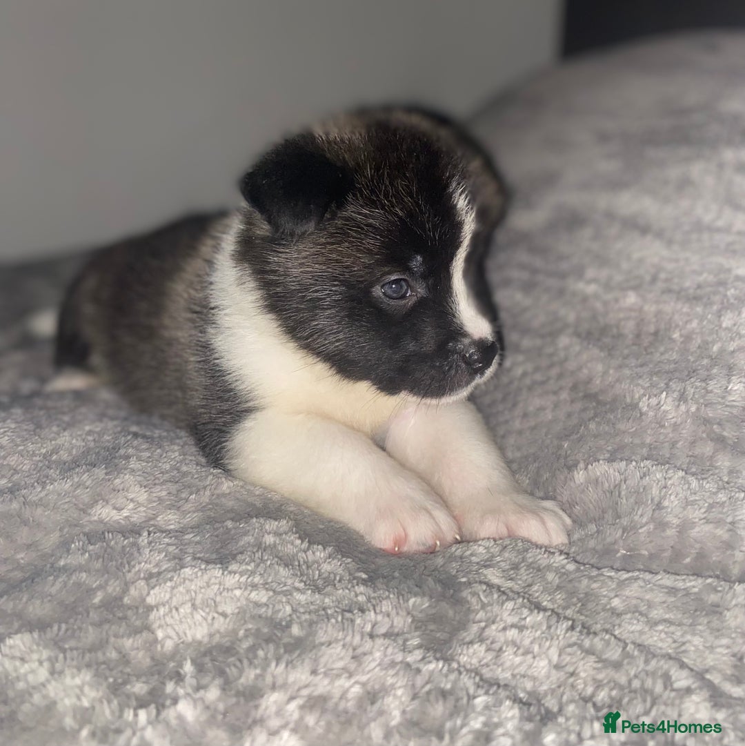 Akita dogs for sale: Beautiful American Akita Puppies 9 Boys 3 Females  - Advert 9