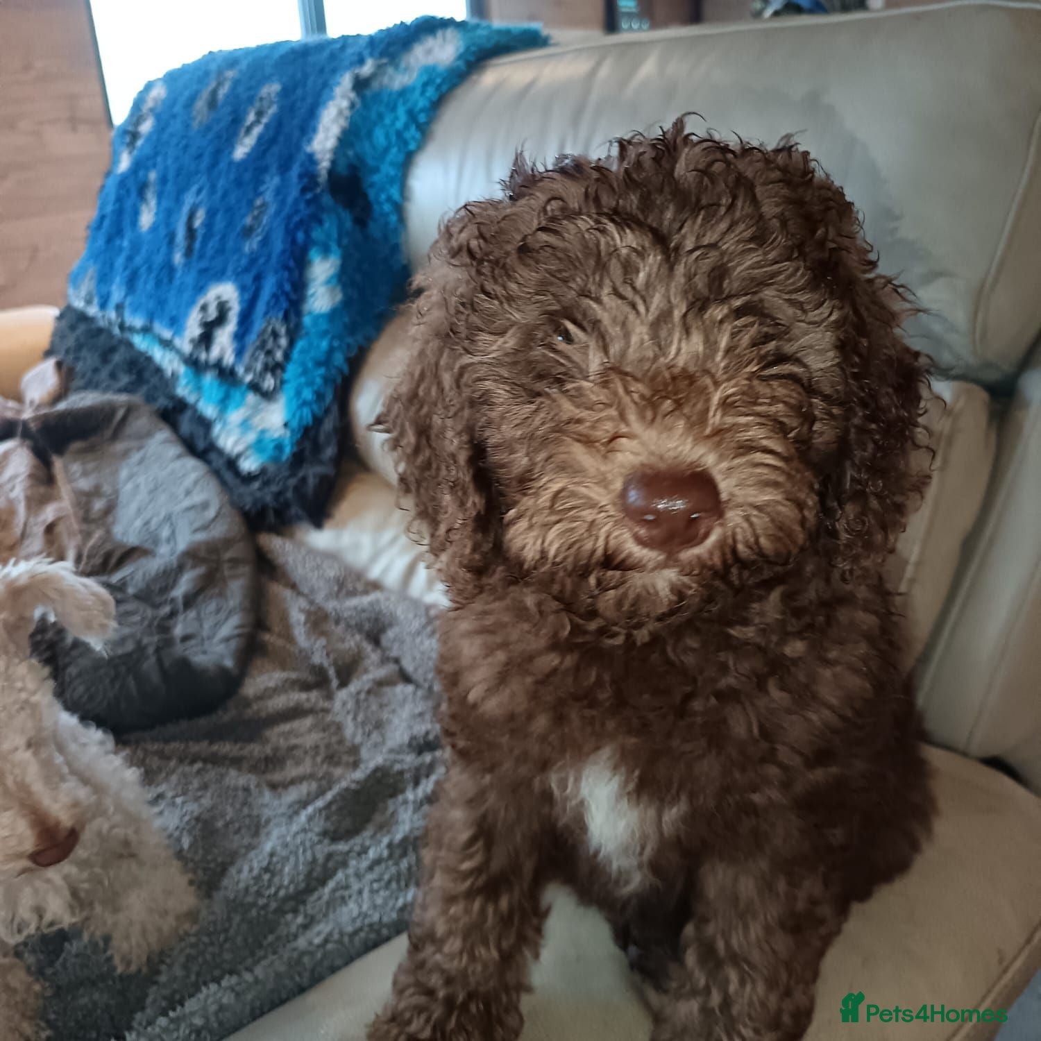 Labradoodle dogs 🌈 1 Boy 1 Girl available. Stunning pups🌈BVA DNA - Advert 1
