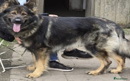German Shepherd dogs for sale: German Shepherd Puppies Ready to View Homebred - Image 4
