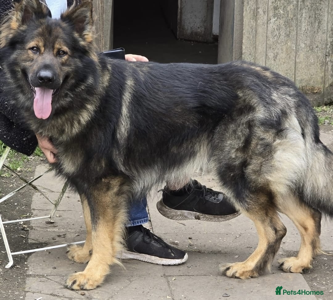 German Shepherd dogs for sale: German Shepherd Puppies Ready to View Homebred - Image 4