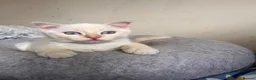 Ragdoll cats for sale: 🌟 Stunning half Ragdoll Kittens READY TO GO 🌟 - Advert 5