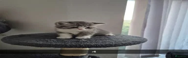 British Shorthair 2