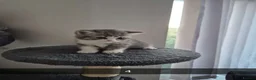 British Shorthair cats for sale: British Shorthairs in Keighley - Advert 6