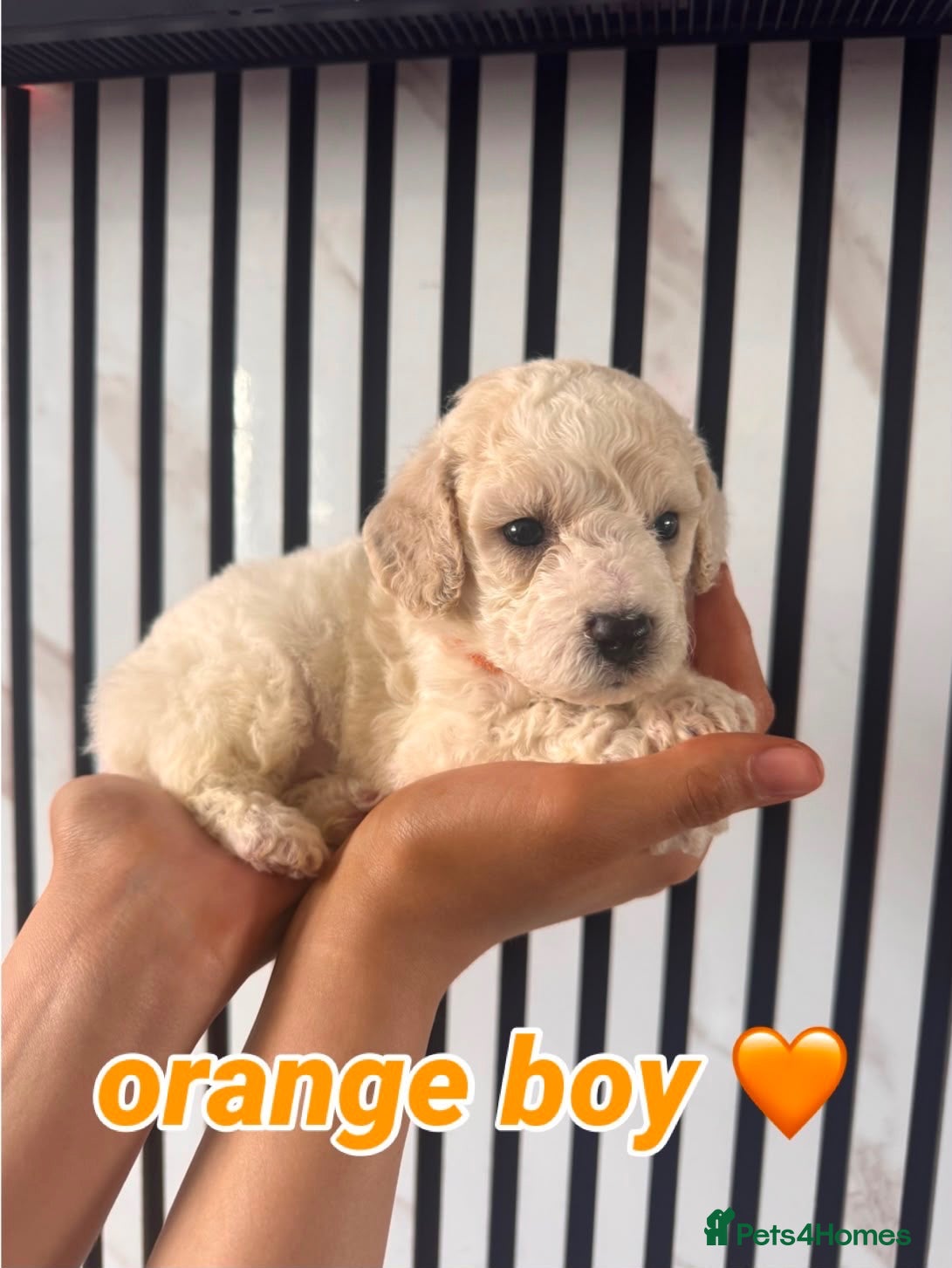 Mixed Breed dogs Cavapoochon  - Advert 1