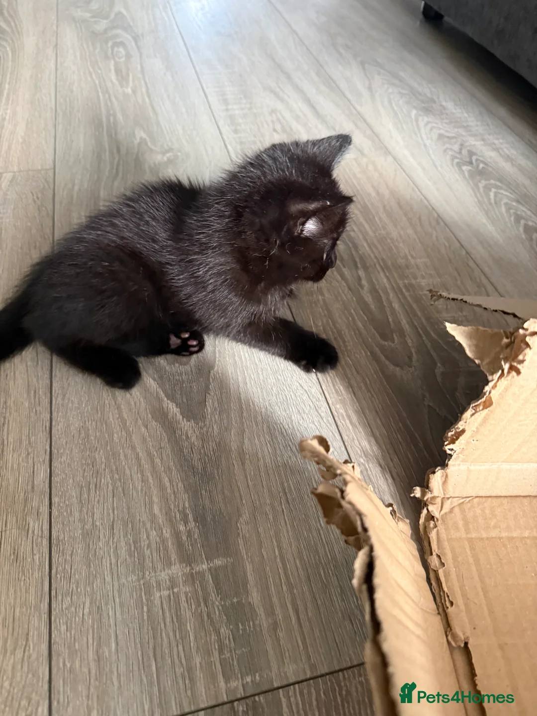 Mixed Breed cats for sale: X3 British Shorthair x Tabby kittens - Advert 14