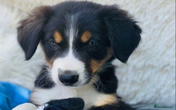 Border Collie dogs for sale: KC Reg Border Collie Puppies Health Tested Parents - Image 4