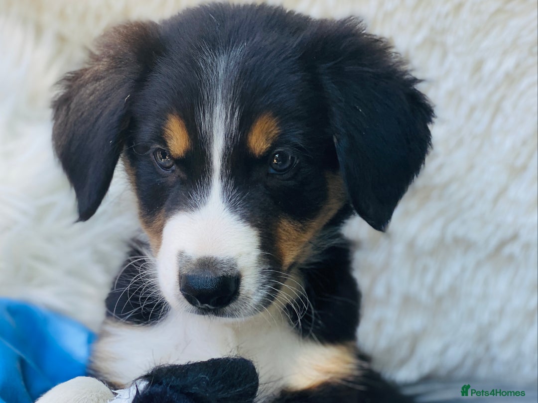 Border Collie dogs for sale: KC Reg Border Collie Puppies Health Tested Parents - Image 4
