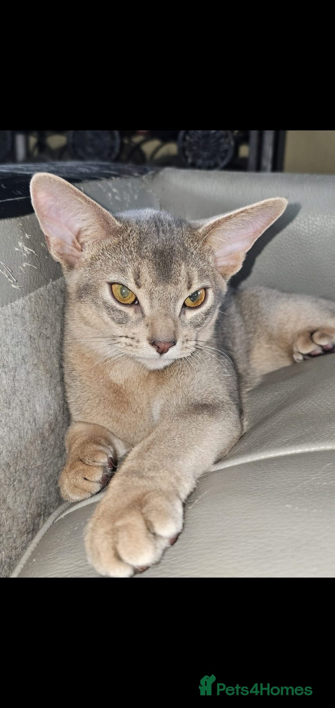 Abyssinian cats for sale: Fawn silver girl, blue boy - Advert 9