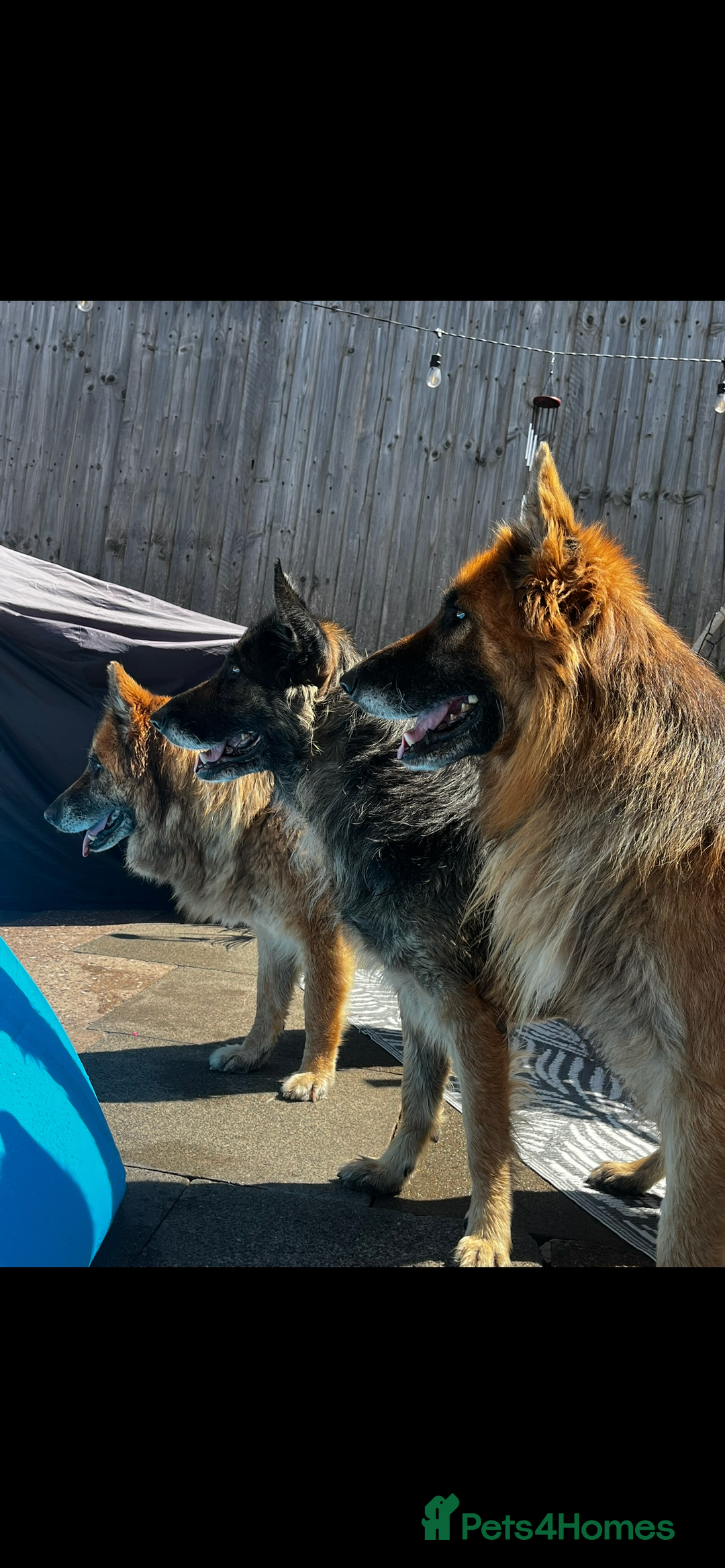 German Shepherd dogs for sale: 2 german shepherd puppies  - Advert 8