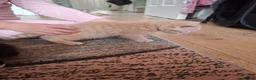 Mixed Breed cats for sale: 2 beautiful kittens for sale - Advert 4
