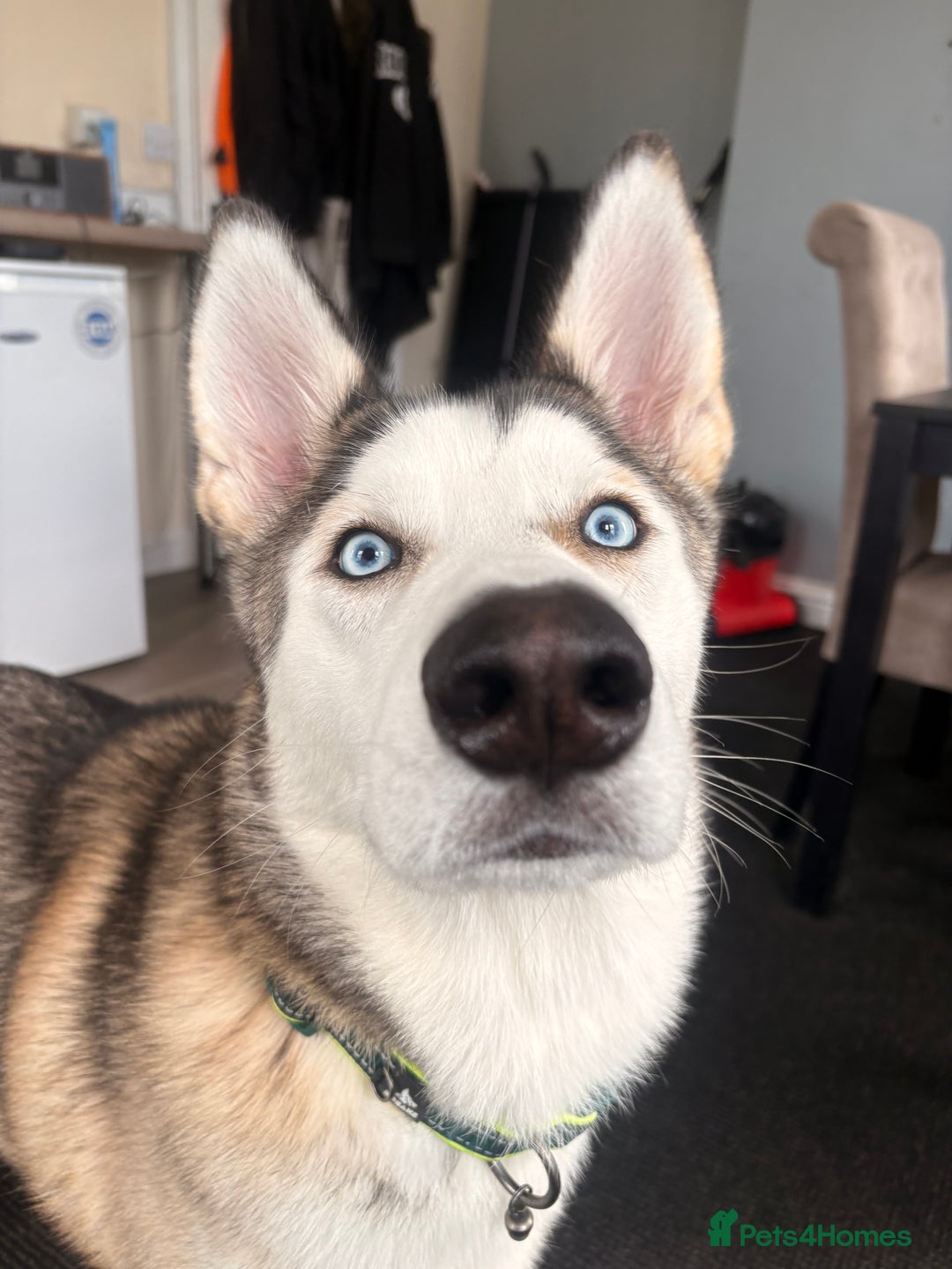 Siberian Husky dogs for sale: ASAP beautiful husky/malamute boy - Image 8