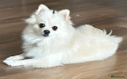 Pomeranian dogs for sale: 🐶 Adorable Pomeranian Puppies for Sale! 🐾 - Image 9