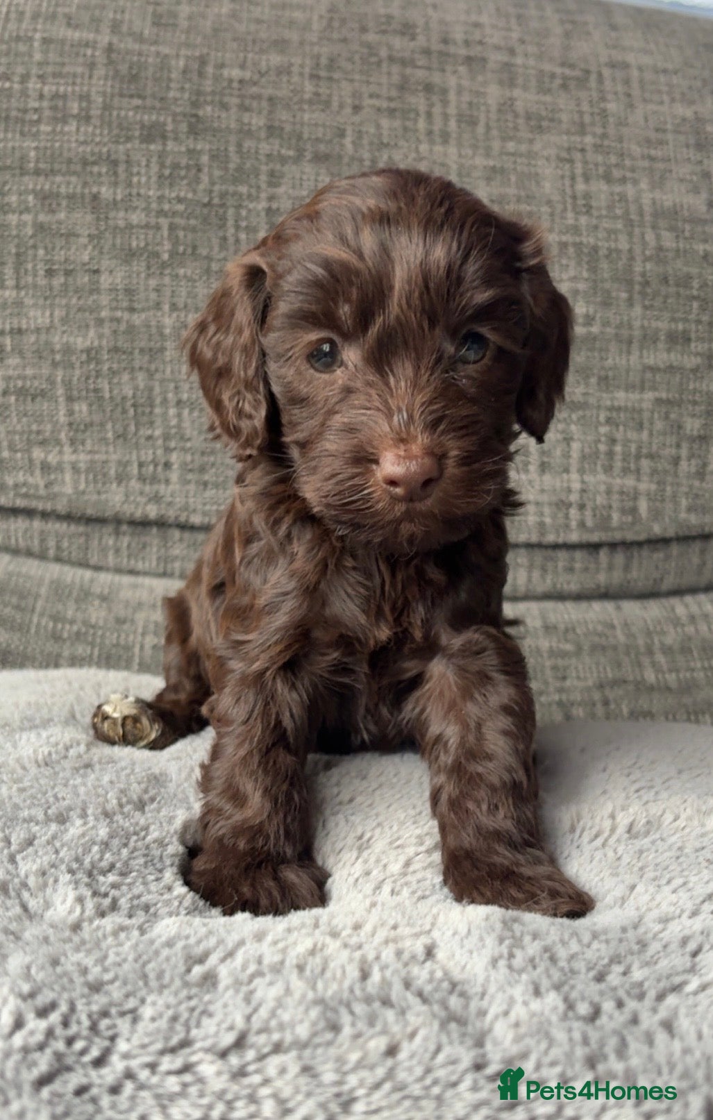 Cockapoo dogs Beautiful cockapoo puppies  - Advert 9