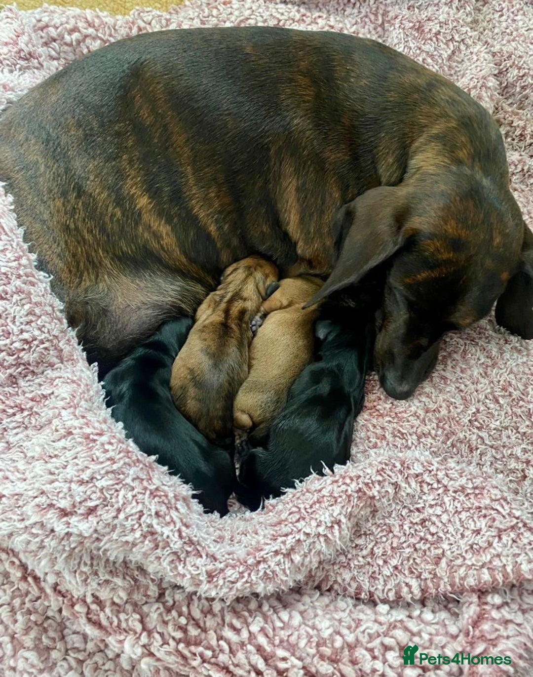 Miniature Dachshund dogs for sale: Beautiful KC Miniature dachshund puppies  - Image 6