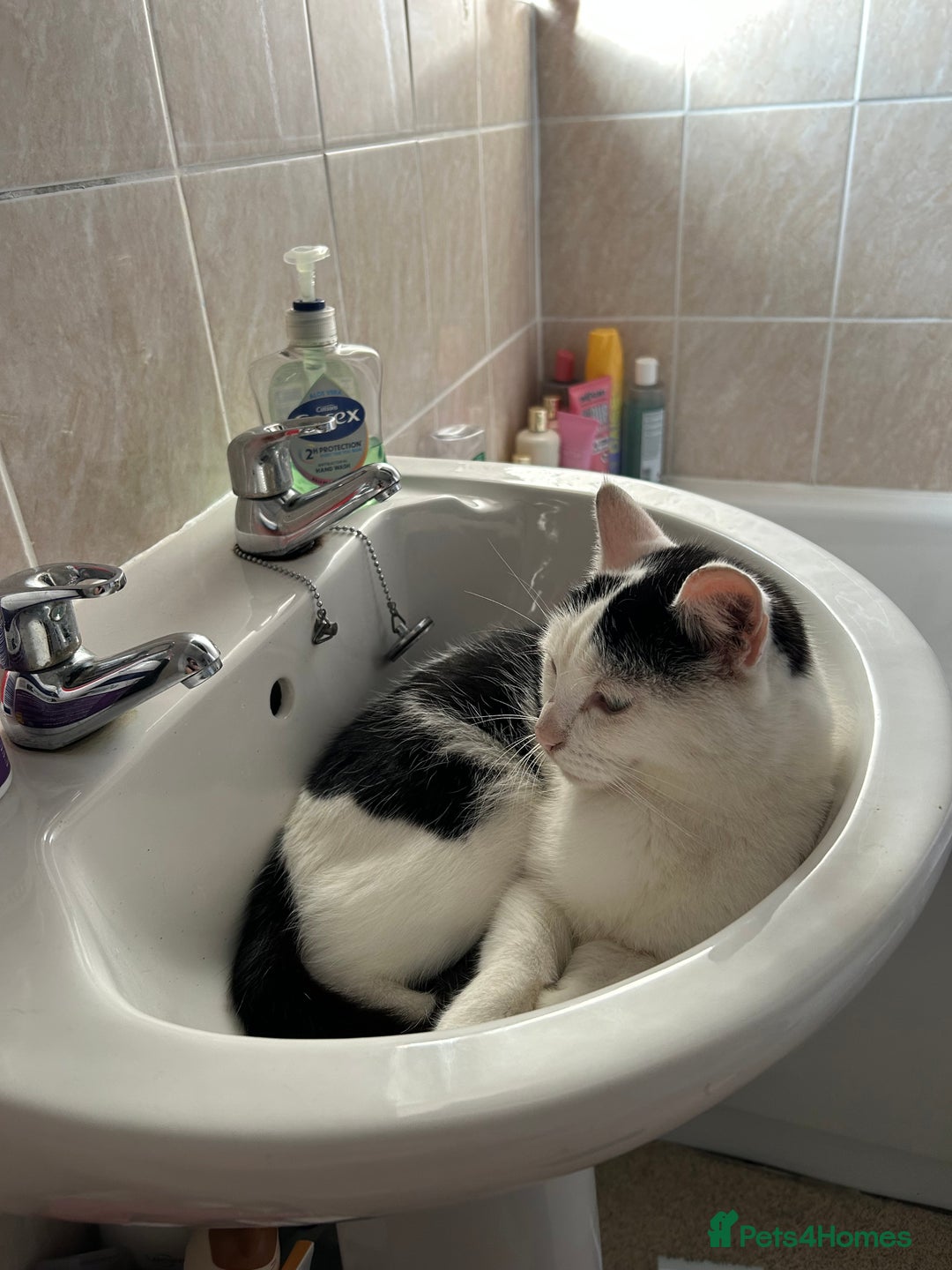 Mixed Breed cats for sale: Neutered male cat - Advert 4