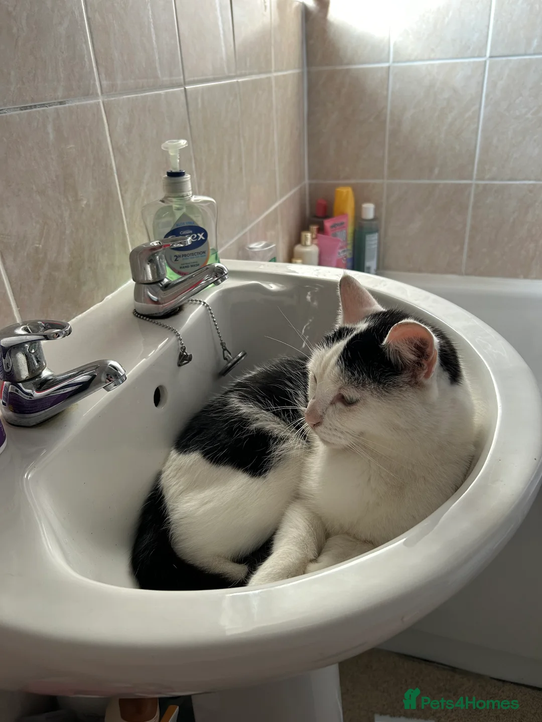 Mixed Breed cats for sale: Neutered male cat - Advert 4