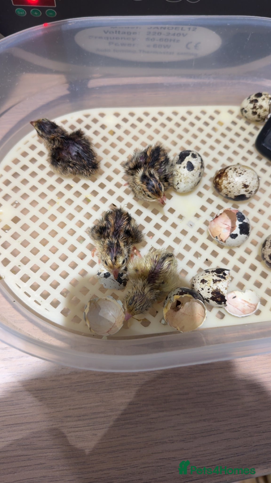 Quail poultry Baby jumbo quails for sale! - Advert 1