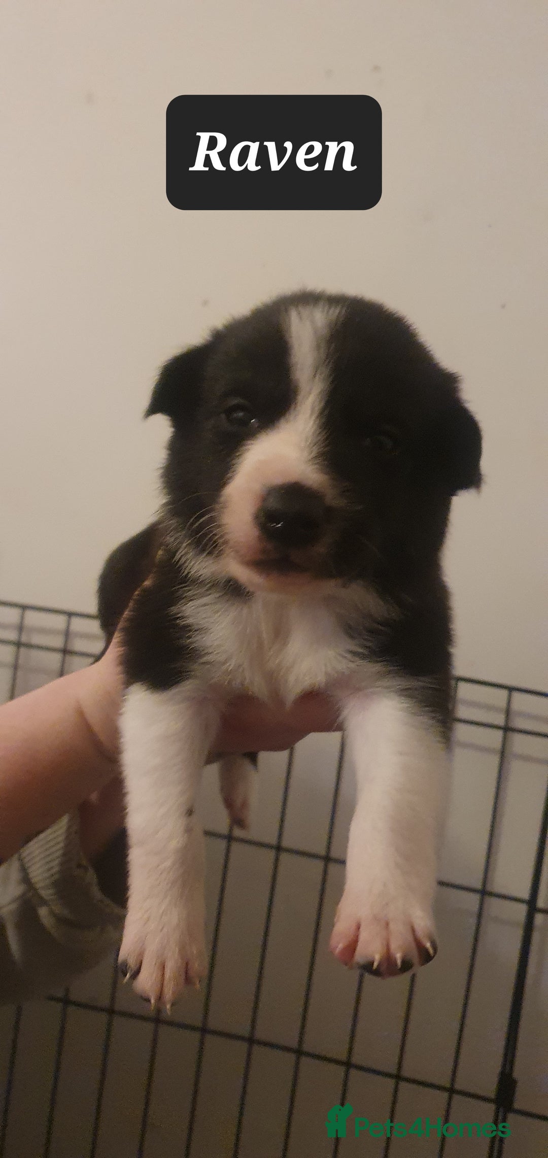 Border Collie dogs for sale: Border Collie puppies - Advert 7