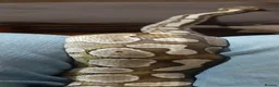 Python Snake reptiles for sale: Caramel ball python  - Advert 4