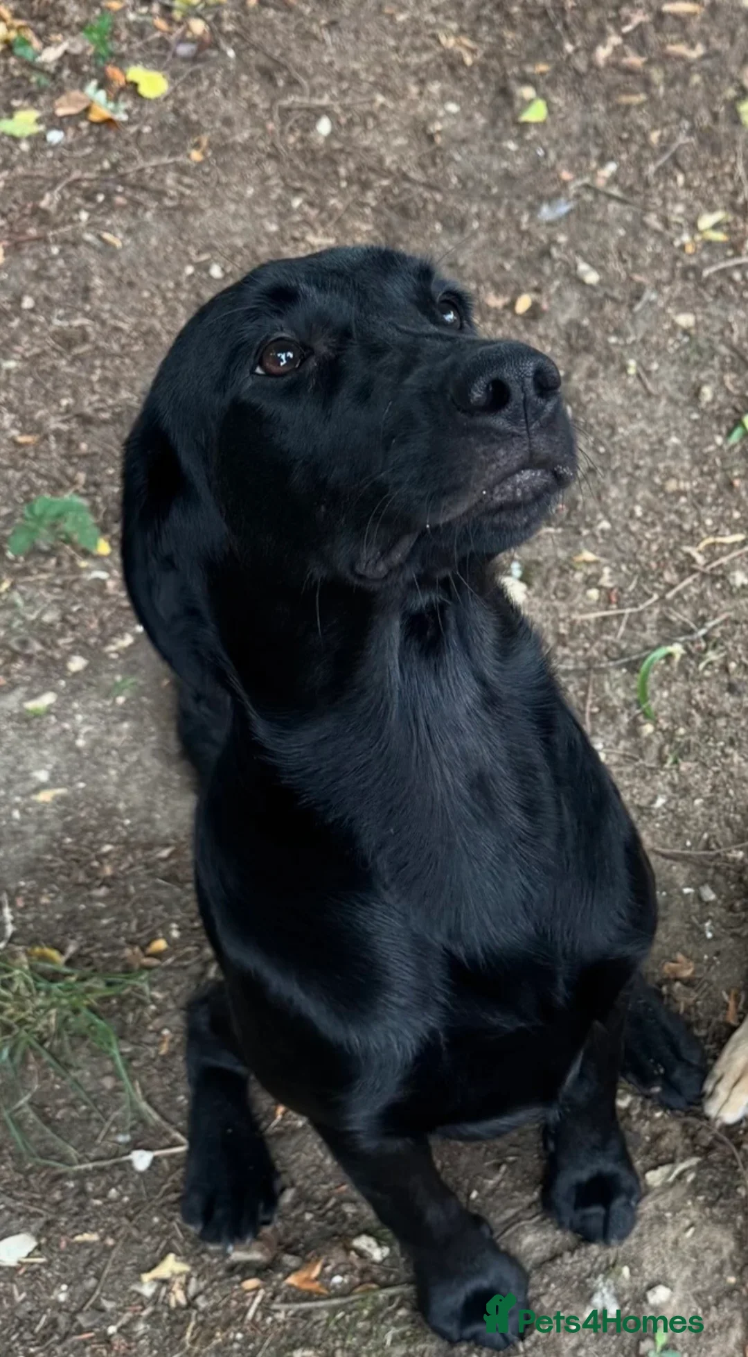 Labrador Retriever dogs for stud: Stunning proven Labrador for stud  - Advert 10