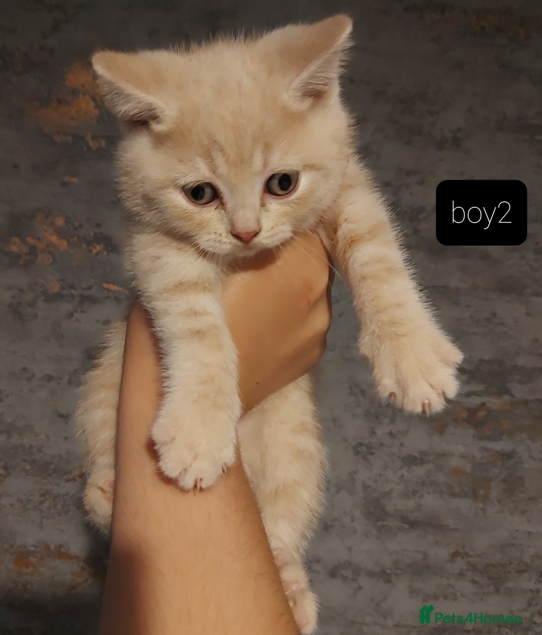 British Shorthair cats for sale: British shorthair kittens and scotish fold  - Image 33