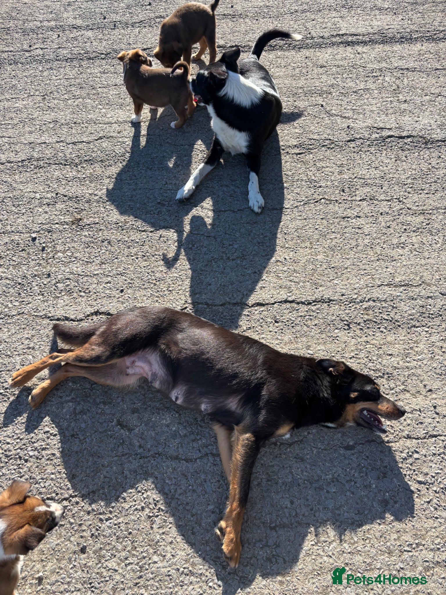 Mixed Breed dogs 7 week old kelpie x Welsh collie pups - Advert 12