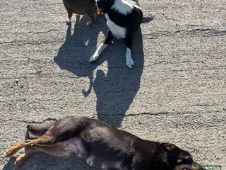 Mixed Breed dogs 7 week old kelpie x Welsh collie pups - Advert 12