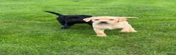 Labrador Retriever dogs for sale: Superb Working Labrador Puppies - Advert 15