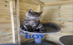 Maine Coon cats for sale: Maine Coon  - Image 1
