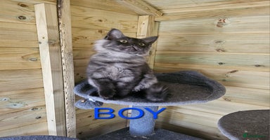 Maine Coon cats - Advert 10