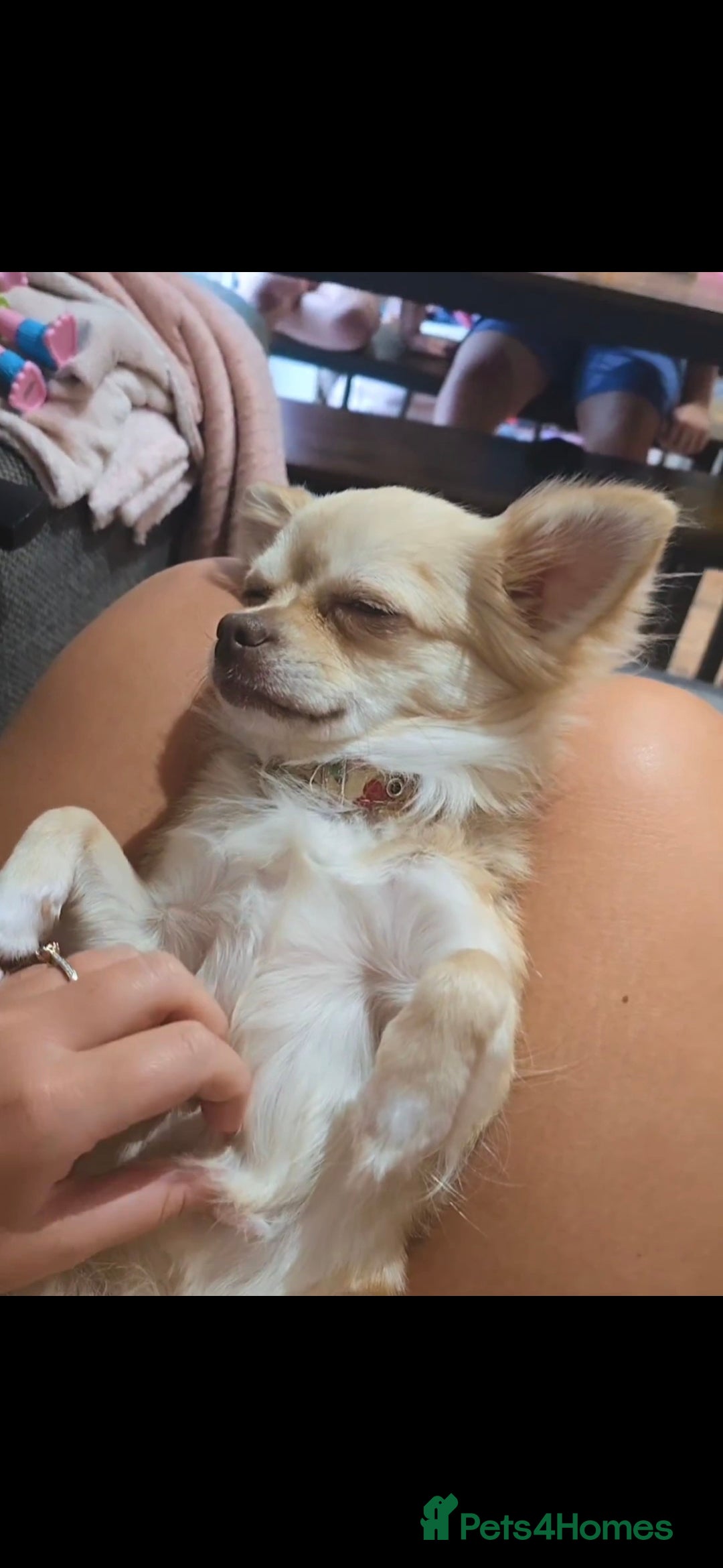 Chihuahua dogs for sale: Long haired chihuahua  - Image 6