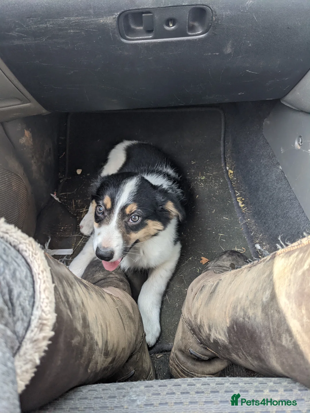 Border Collie dogs for sale: Experienced forever home only  - Advert 28