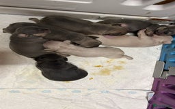 French Bulldog dogs for sale: 7 Stunning Babies ❤️💙 - Image 29