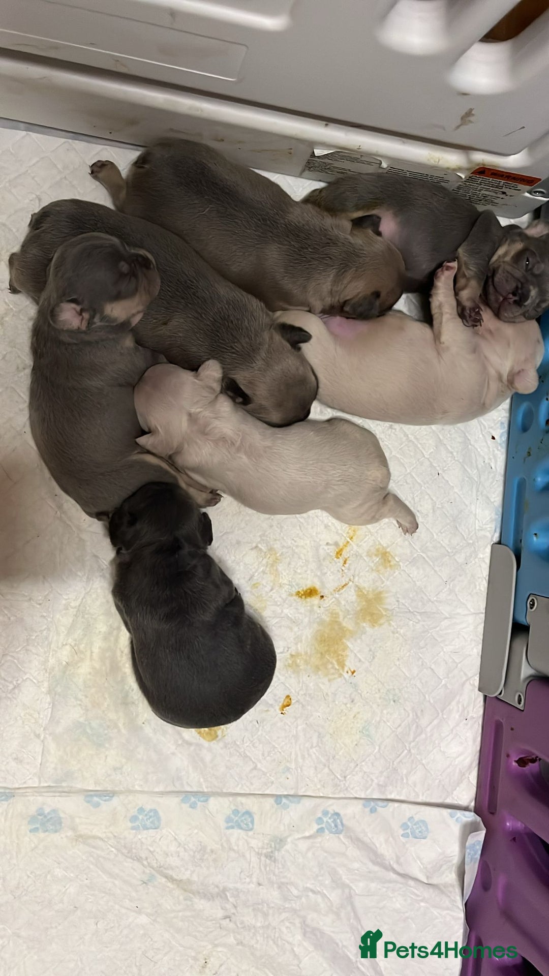 French Bulldog dogs for sale: 7 Stunning Babies ❤️💙 - Image 29