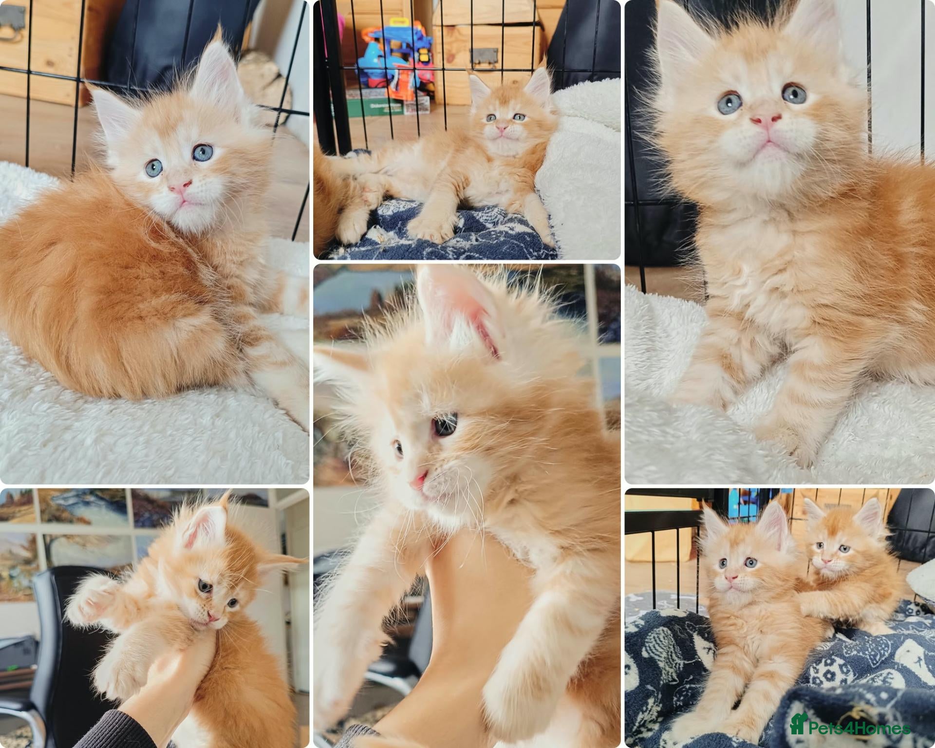 Maine Coon cats for sale: 1 boy left - Dna health tested XXL Maine coon  - Advert 1