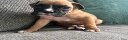 Boxer dogs for sale: !!Extremely Boxers Babies in Northampton - Advert 2