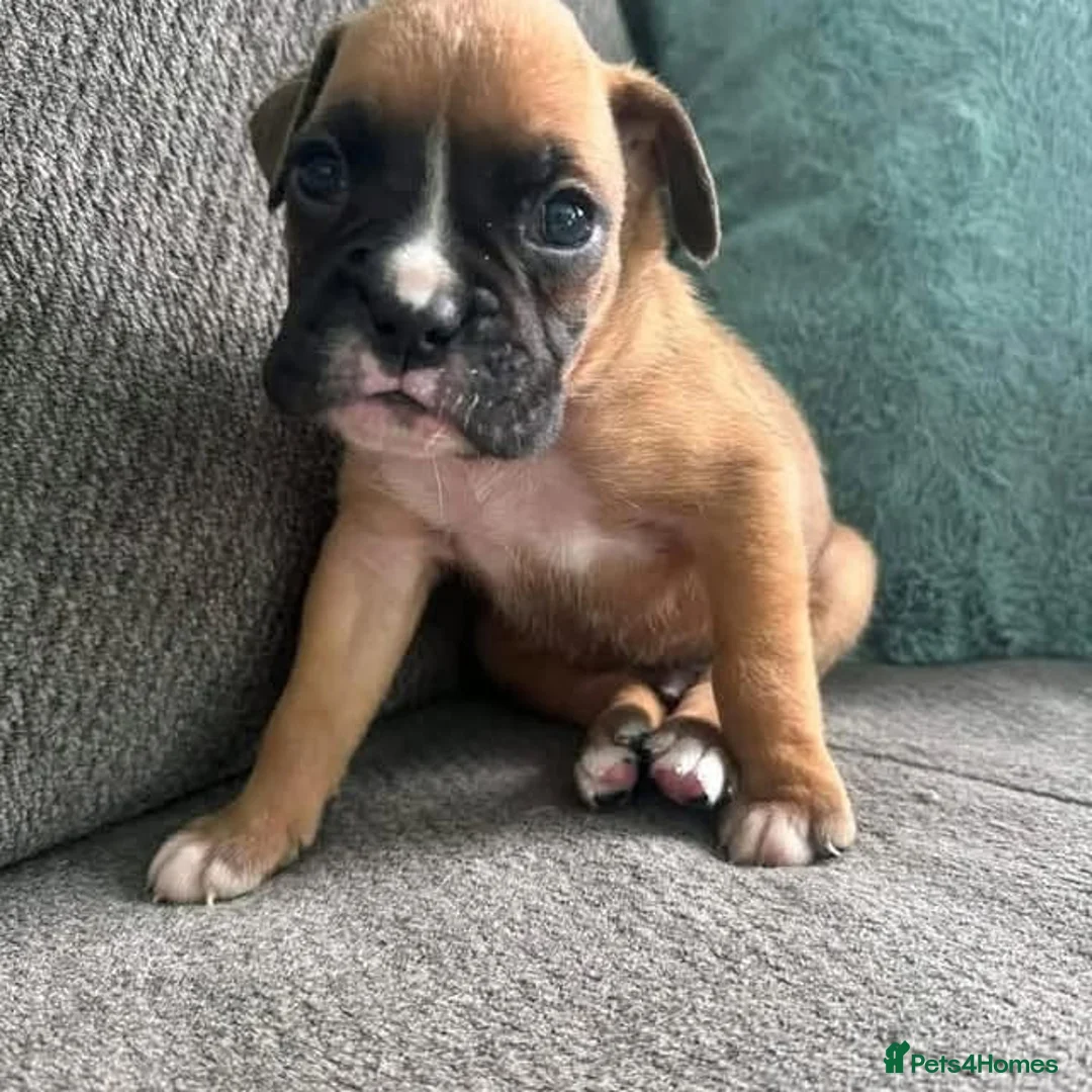 Boxer dogs for sale: !!Extremely Boxers Babies in Northampton - Advert 2