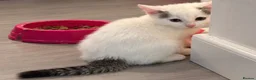 Mixed Breed cats for sale: My beautiful kittens are for sale - Advert 7