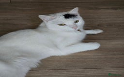 Mixed Breed cats for sale: Loki & Nova - Image 9