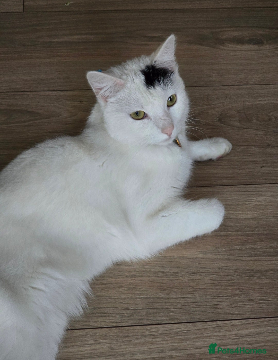 Mixed Breed cats for sale: Loki & Nova - Image 9