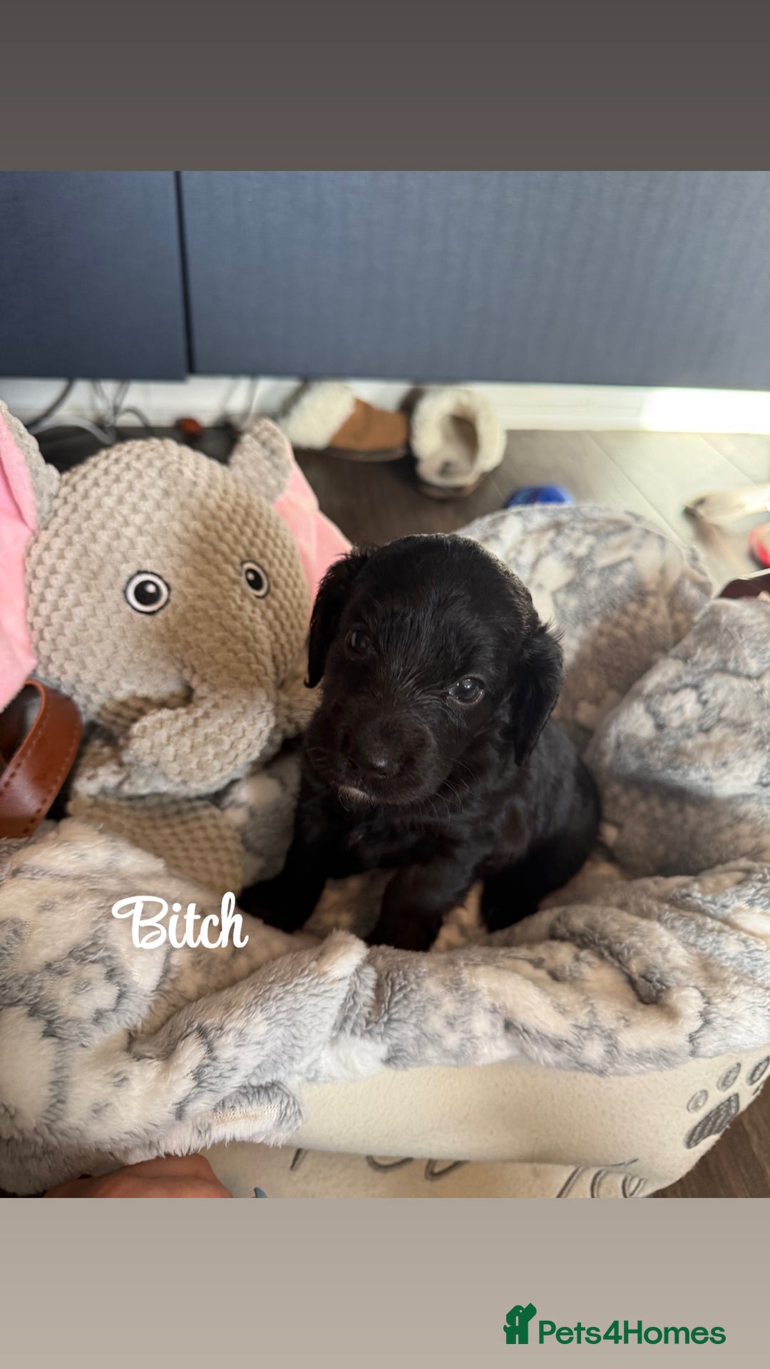 Cockapoo dogs for sale: Beautiful litter of cockapoos  - Image 9