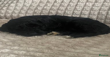 Cockapoo dogs - Advert 8