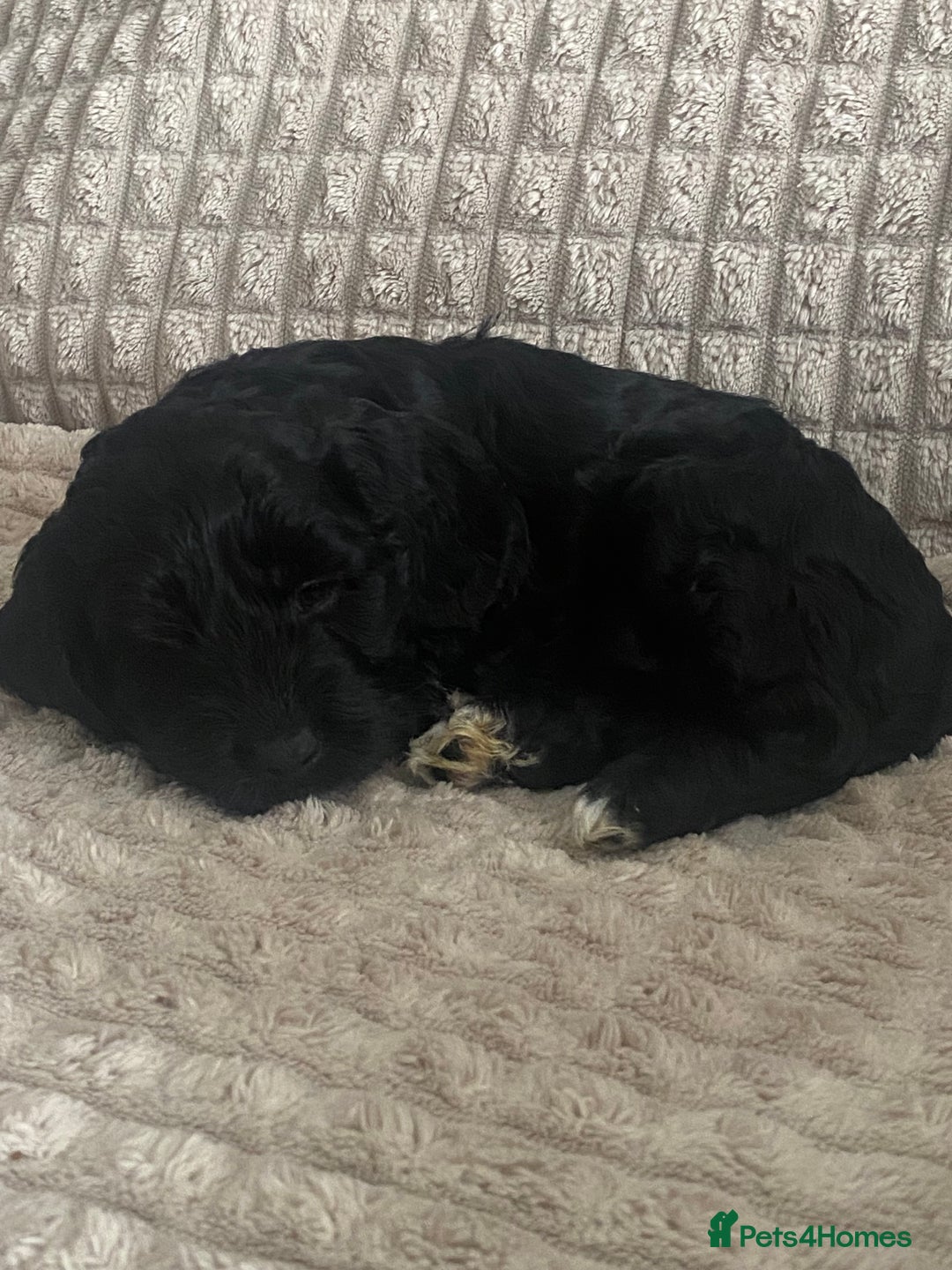 Cockapoo dogs for sale: Beautiful cockapoo puppies - Image 4