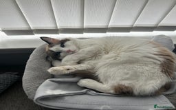 Ragdoll cats for sale: Ragdoll Siamese 1 year old - Image 3
